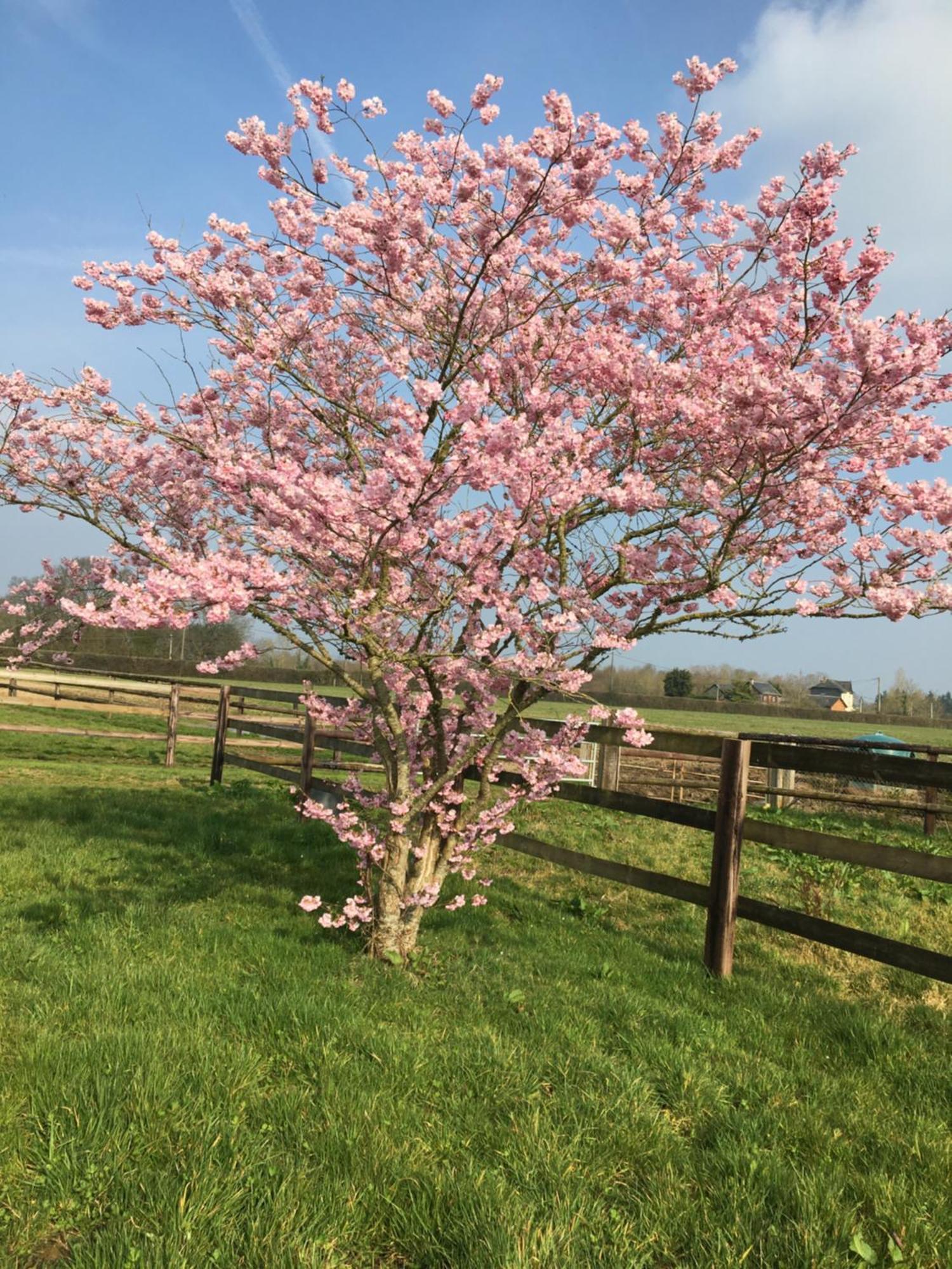 B&B Haras De La Cour Fleury Saint-Michel-de-Livet 외부 사진